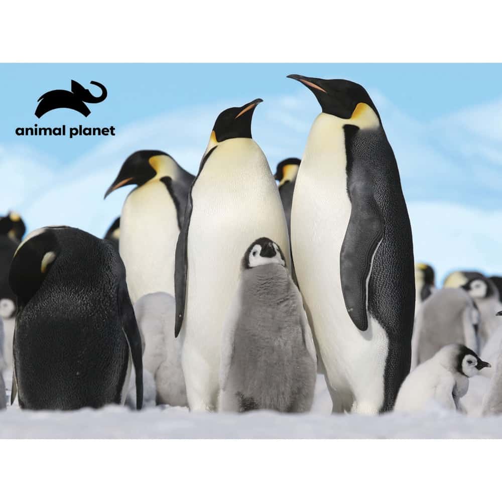 Animal Penguins Plush & Prime 3D Puzzle 48 Pieces 15809 - Colorland Toys