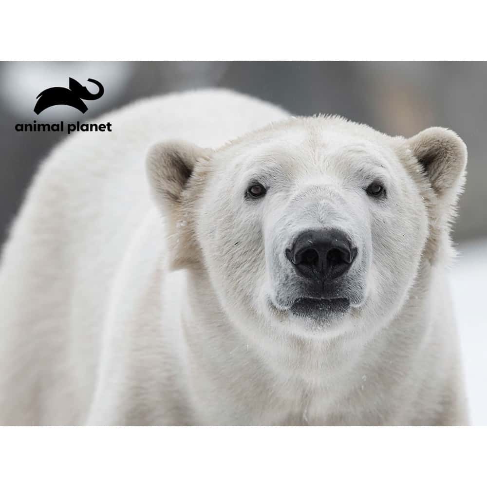 Animal Planet Polar Bear Plush & Prime 3D Puzzle 48 Pieces 15808 - Colorland Toys
