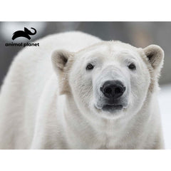 Animal Planet Polar Bear Plush & Prime 3D Puzzle 48 Pieces 15808 - Colorland Toys