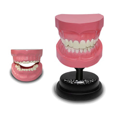 Eastcolight AR Teeth Professional Model 35003 - Colorland Toys