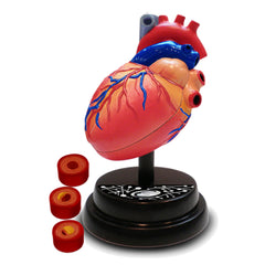 Eastcolight AR Cardiology Professional Model 35004 - Colorland Toys