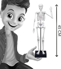 Buki Skeleton 45 cm 2180BK - Colorland Toys