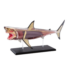 Discovery Mindblown 4D Shark Anatomy Kit 6000554 - Colorland Toys