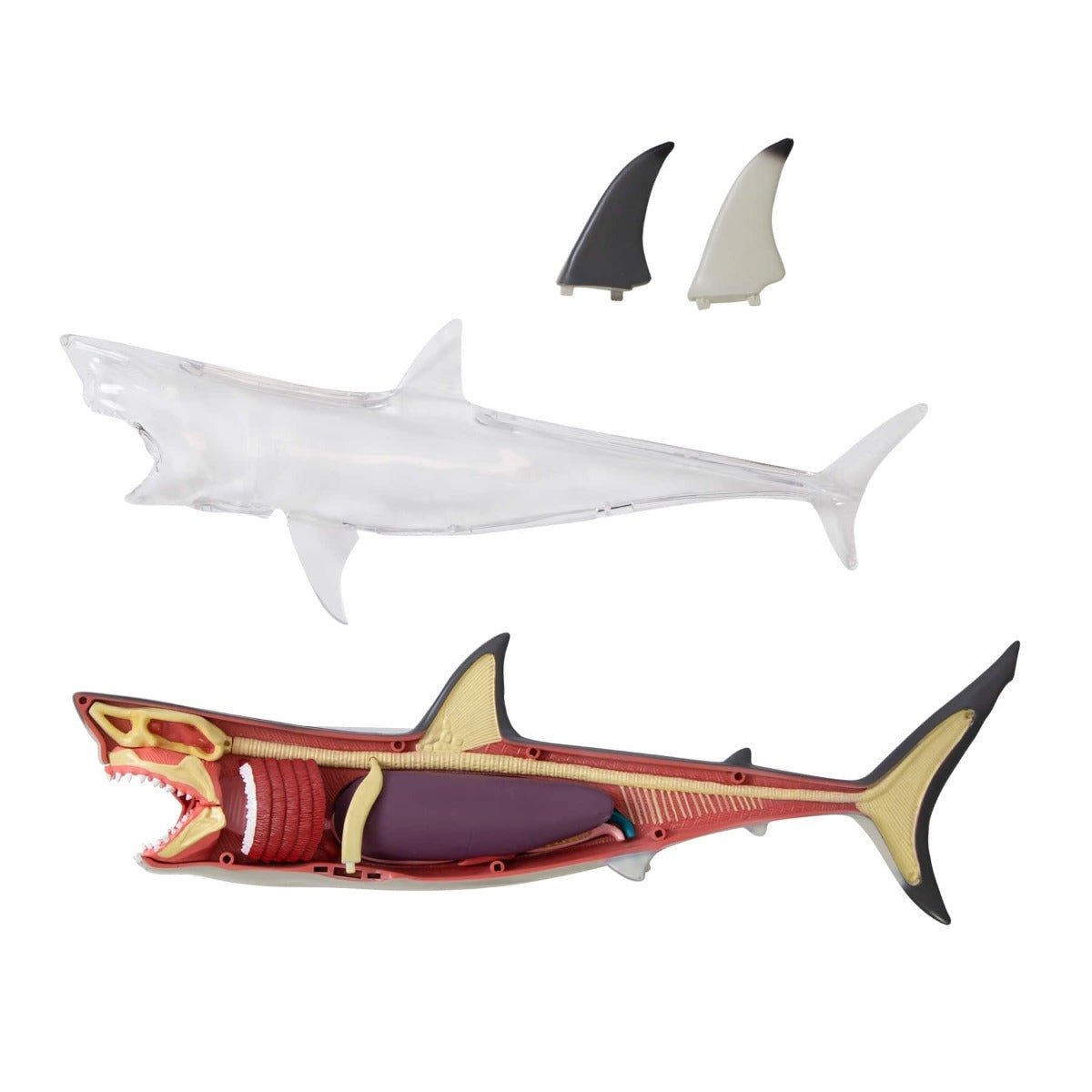 Discovery Mindblown 4D Shark Anatomy Kit 6000554 - Colorland Toys