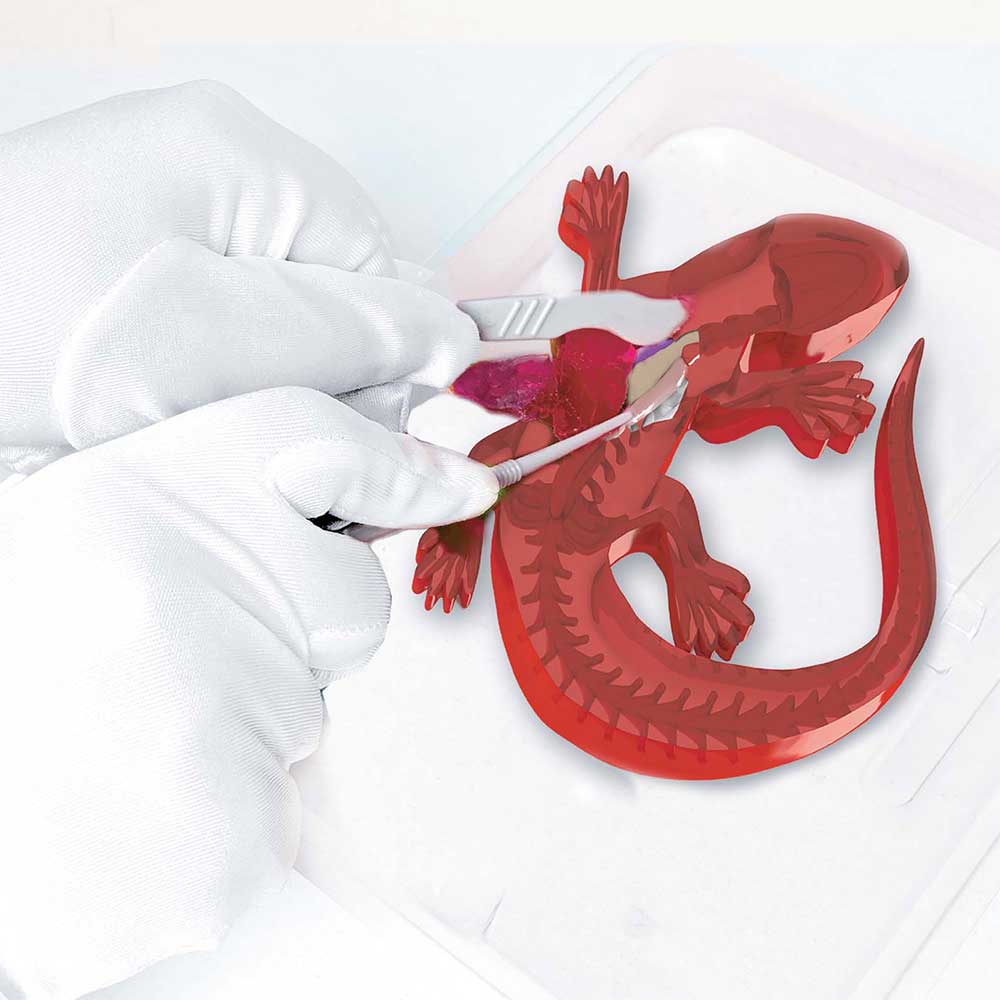 Dissect It Synthetic Dissection Kit Salamander 38071 - Colorland Toys