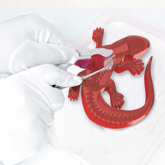 Dissect It Synthetic Dissection Kit Salamander 38071 - Colorland Toys