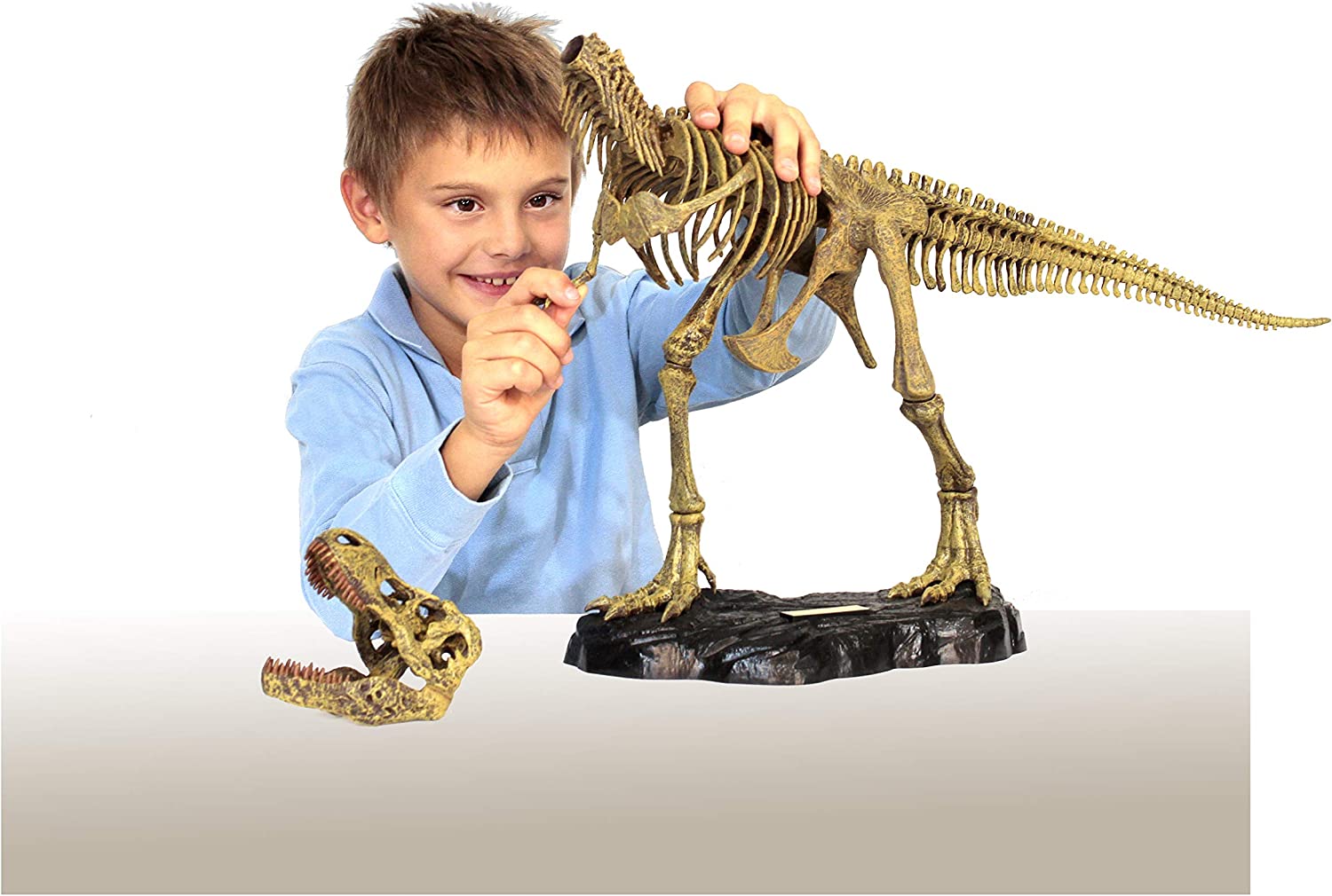 DR. STEVE HUNTERS T. REX REPLICA SKELETON 91082 - Colorland Toys