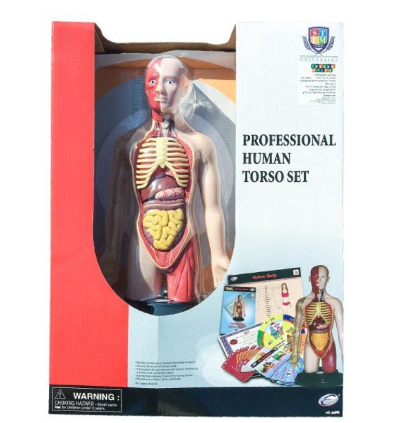 Eastcolight Professional Human Torso 36098 - Colorland Toys