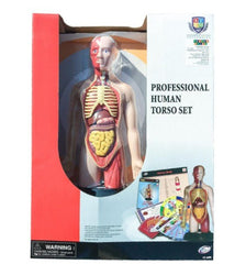 Eastcolight Professional Human Torso 36098 - Colorland Toys