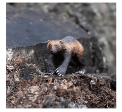 Mojo Animal Planet Wolverine 387146 - Colorland Toys