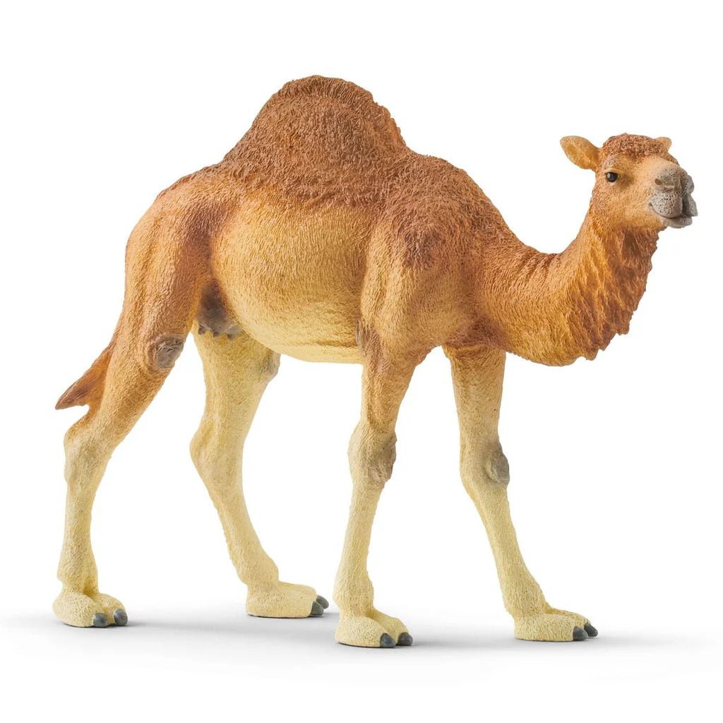 Schleich Dromedary 14832 - Colorland Toys