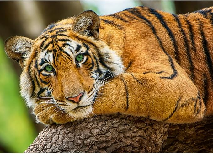 Trefl Tiger Portrait Puzzle 500pcs 37397 - Colorland Toys