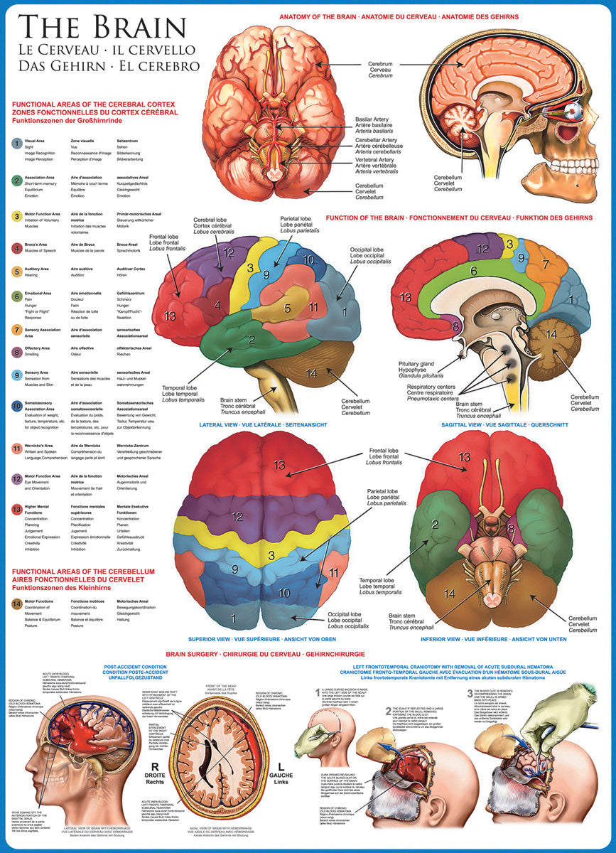 Eurographics Puzzle 1000-Pcs The Brain 6000-0256