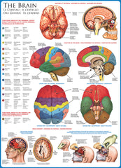 Eurographics Puzzle 1000-Pcs The Brain 6000-0256