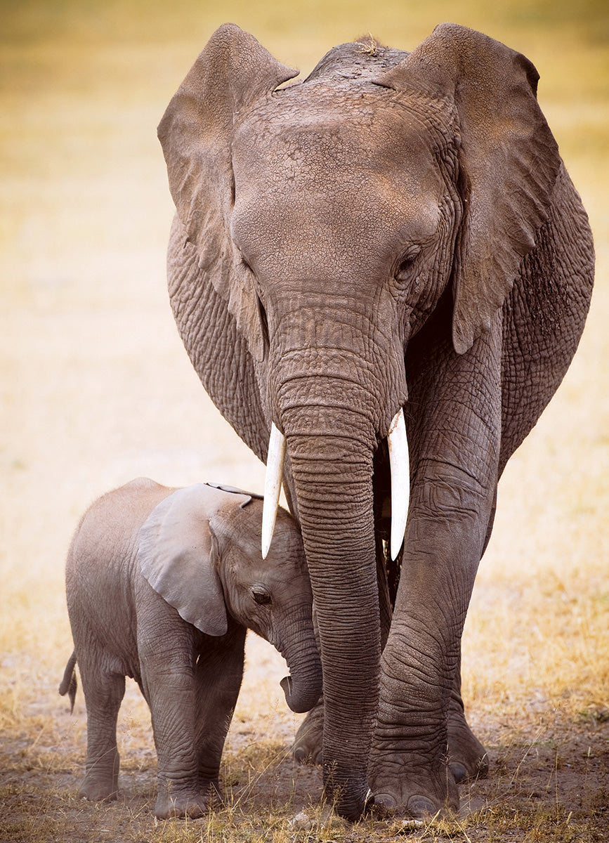 Eurographics Puzzle 1000-Pcs Elephant & Baby 6000-0270