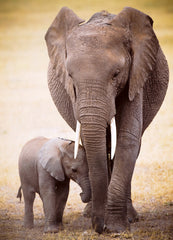 Eurographics Puzzle 1000-Pcs Elephant & Baby 6000-0270