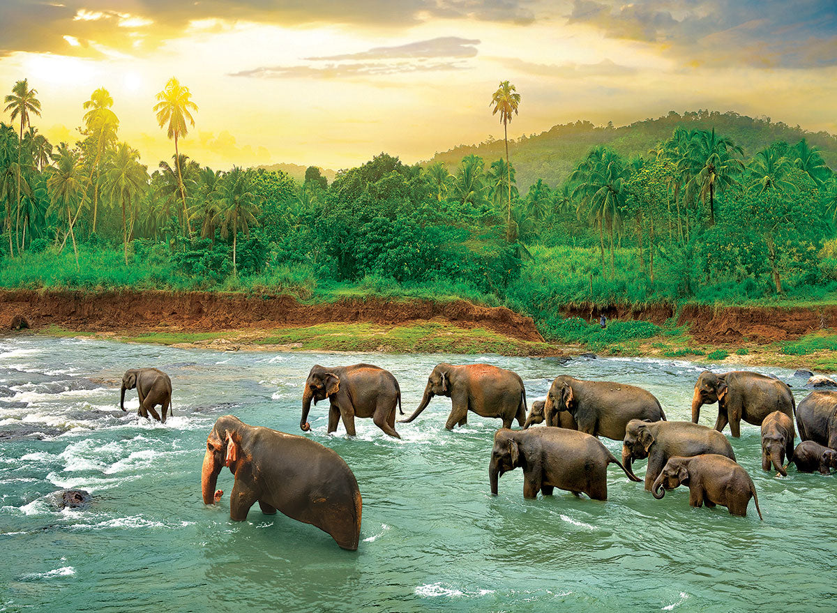 Eurographics Puzzle 1000-Pcs Rainforest 6000-5540