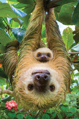 Eurographics Puzzle 250-Pcs Sloths 8251-5556