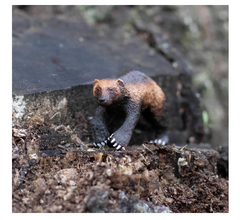 Mojo Animal Planet Wolverine 387146