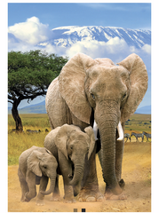 Eurographics Puzzle 250-Pcs Elephants 8251-5787
