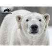 أحجية الدب القطبي المحشوة ثلاثية الأبعاد من Animal Planet، مكونة من 48 قطعة، 15808