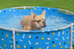 Bestway Fetchin Fun Pet Play School 561KM
