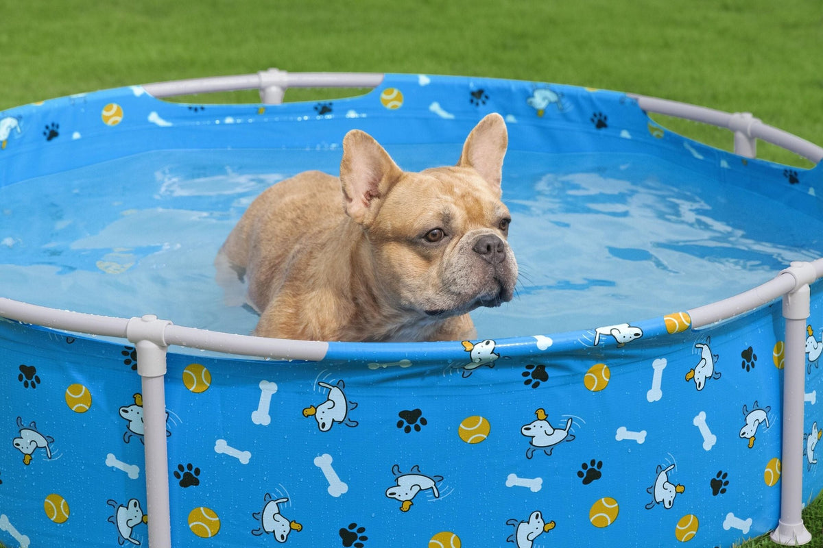 Bestway Fetchin Fun Pet Play School 561KM — image 4