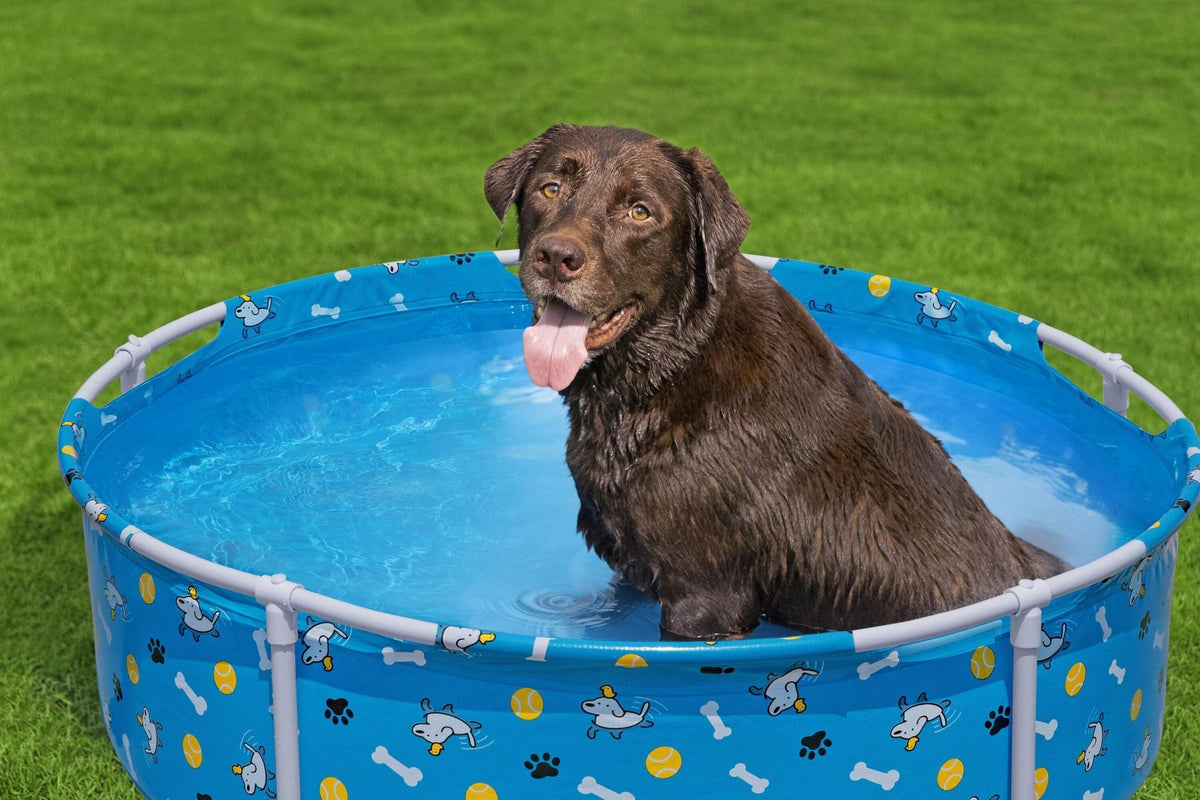 Bestway Fetchin Fun Pet Play School 561KM — image 2