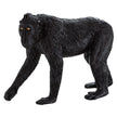 Black Crested Macaque