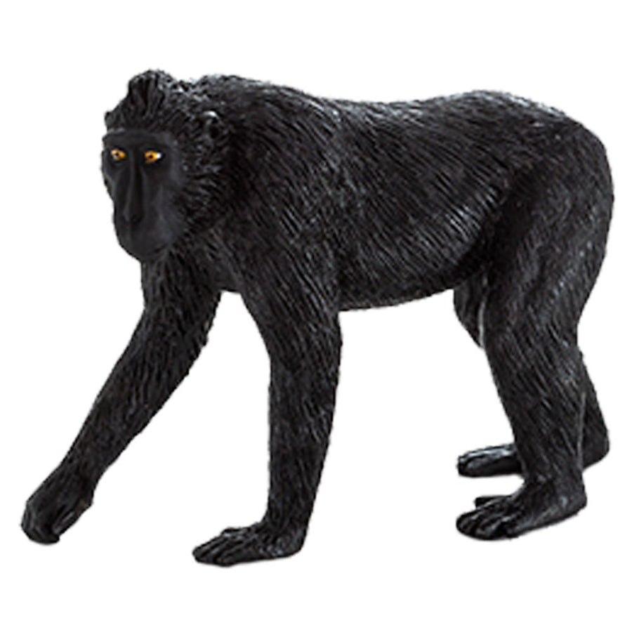 Black Crested Macaque