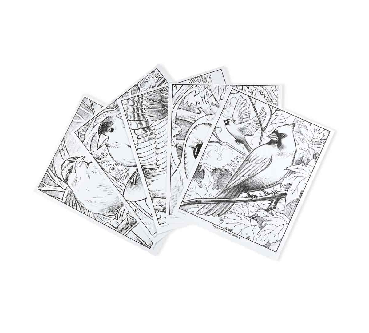 Crayola Colouring Book - Bird Watching 40pages CY04-1133 — image 5