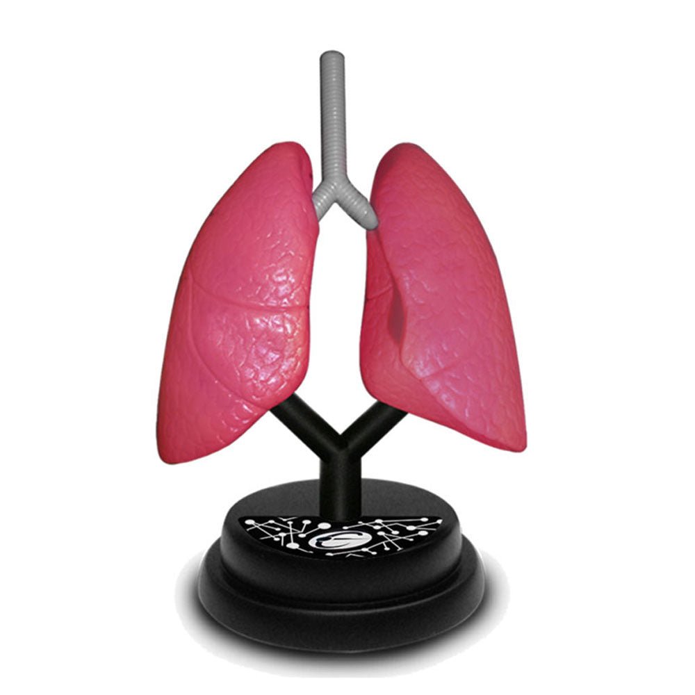 Eastcolight AR Respiratory Professional Model 35005 — image 3
