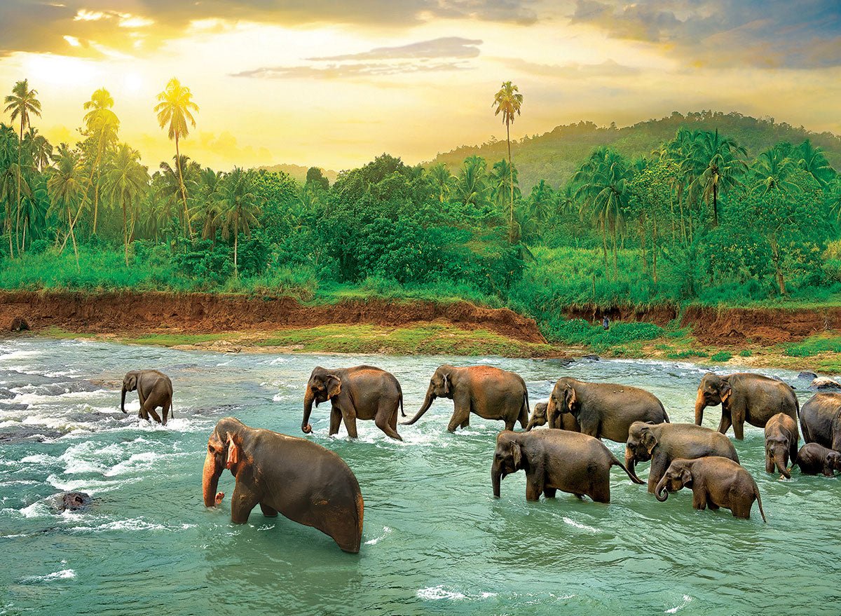 Eurographics Puzzle 1000-Pcs Rainforest 6000-5540 — image 2