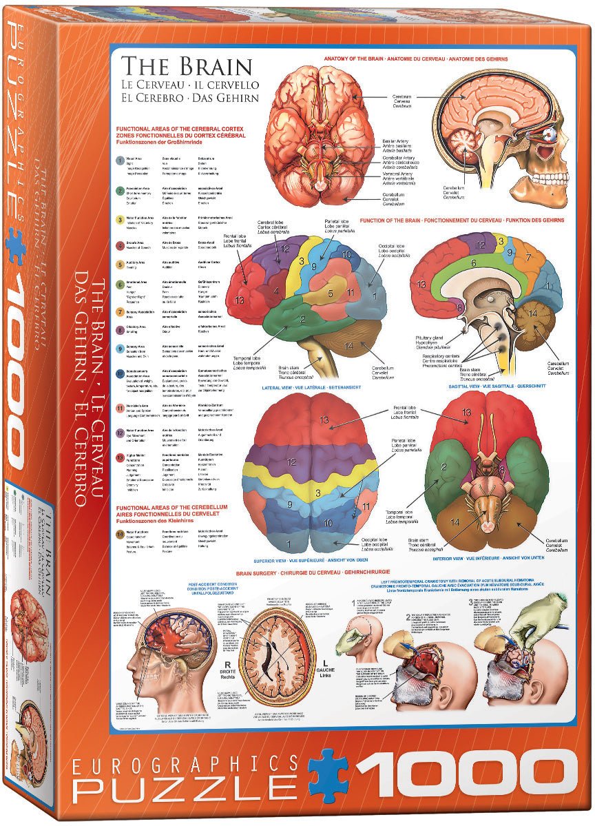 Eurographics Puzzle 1000-Pcs The Brain 6000-0256 — image 1