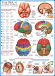 Eurographics Puzzle 1000-Pcs The Brain 6000-0256