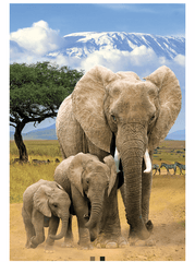 Eurographics Puzzle 250 - Pcs Elephants 8251 - 5787 - Colorland Toys