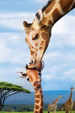 Eurographics Puzzle 250-Pcs Giraffes 8251-0294
