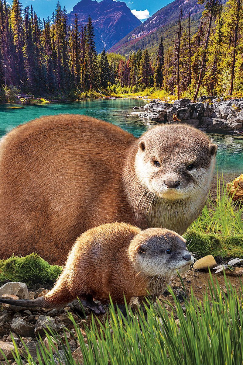 Eurographics Puzzle 250 - Pcs Otters 8251 - 5558 - Colorland Toys