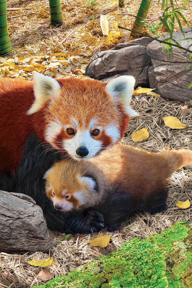 Eurographics Puzzle 250-Pcs Red Pandas 8251-5557 — image 2