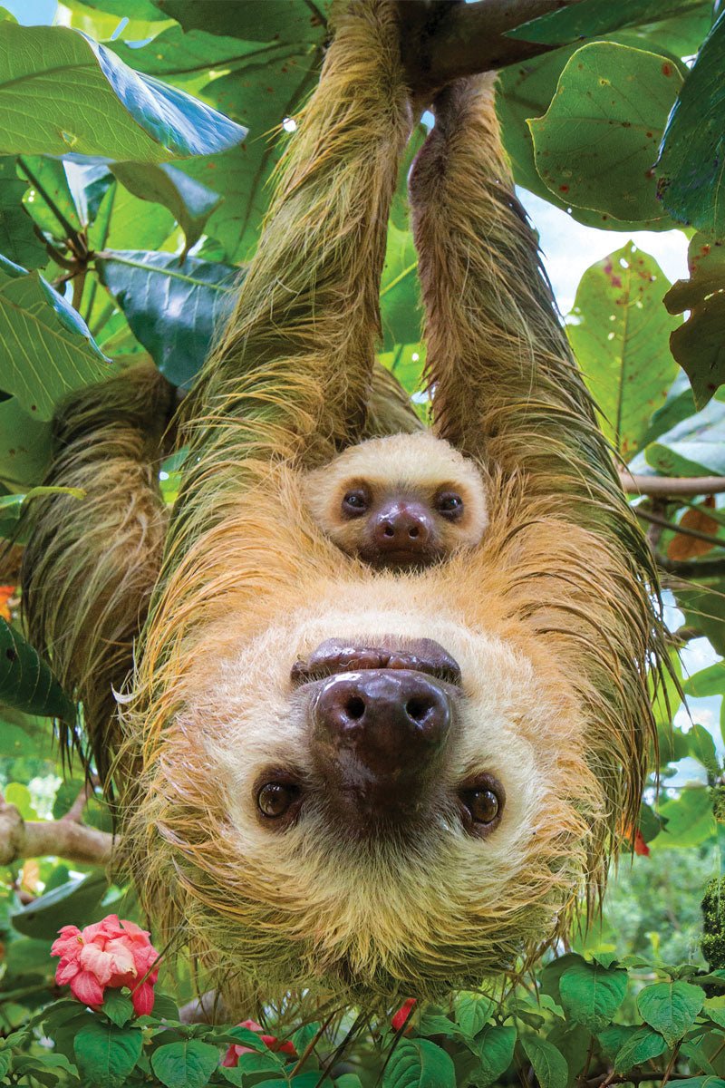 Eurographics Puzzle 250-Pcs Sloths 8251-5556 — image 1