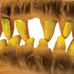 Halloween Horror Yellow Monster Teeth 349144-C