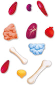 Hape Human Body Jigsaw Puzzle 60pcs w/ 10 pcs Wooden Body Parts