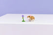 LEGO Creator Cute Hamster With A Flower 31376