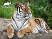Prime 3D Animal Planet 3D Tiger 500Pcs 10389