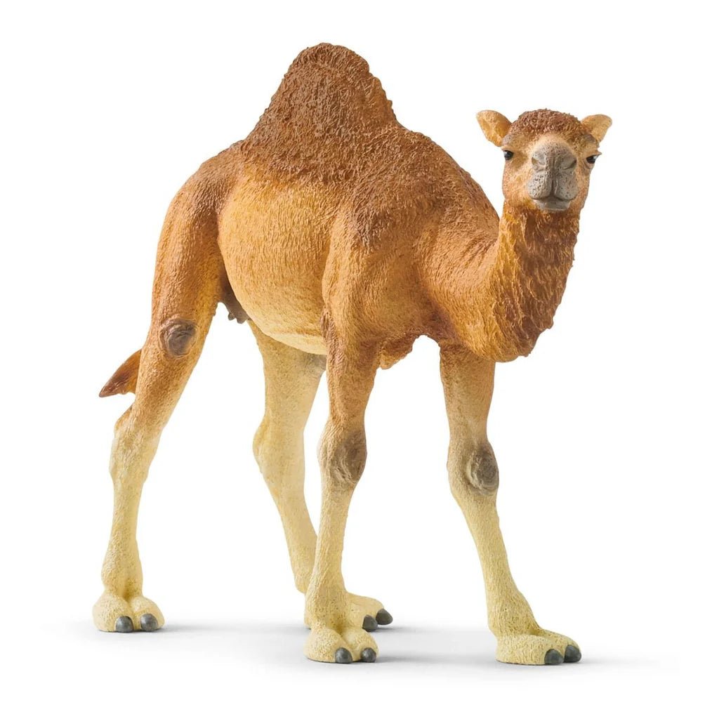 Schleich Dromedary 14832 - Colorland Toys