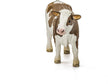 Schleich Simmental Cow 13801