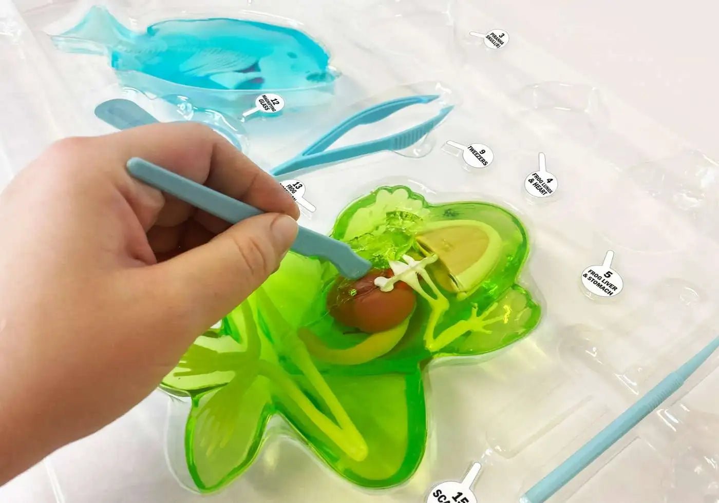 Slimy Lab Dissect It Synthetic Dissection Kit - Piranha And Frog 38084 - Colorland Toys