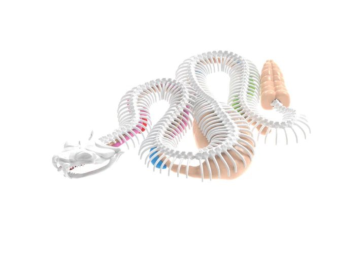 Slimy Lab Dissect It Synthetic Dissection Kit - Rattlesnake 38095 — image 2