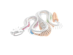 Slimy Lab Dissect It Synthetic Dissection Kit - Rattlesnake 38095 - Colorland Toys