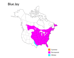 Wild Republic Blue Jay 18225 - Colorland Toys